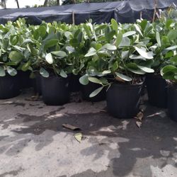 Clusias 3 Gallon $5