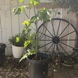 Fig Tree