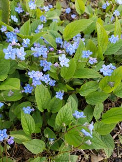 Siberian Bugloss (Brunnera macrophylla) Plants For Sale!