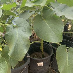 Plants: Hierba Santa ,Mexican Pepper Leaf 