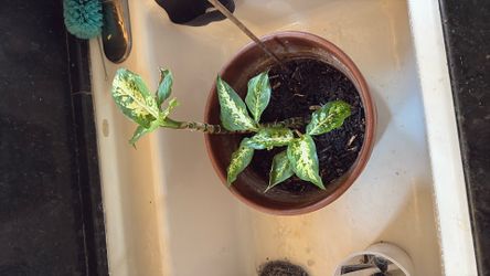 Dumb Cane Plant