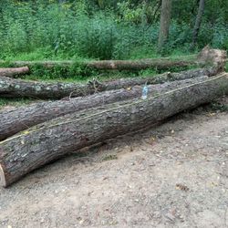 Cherry Tree Log Wood For Lumber Slab Etc