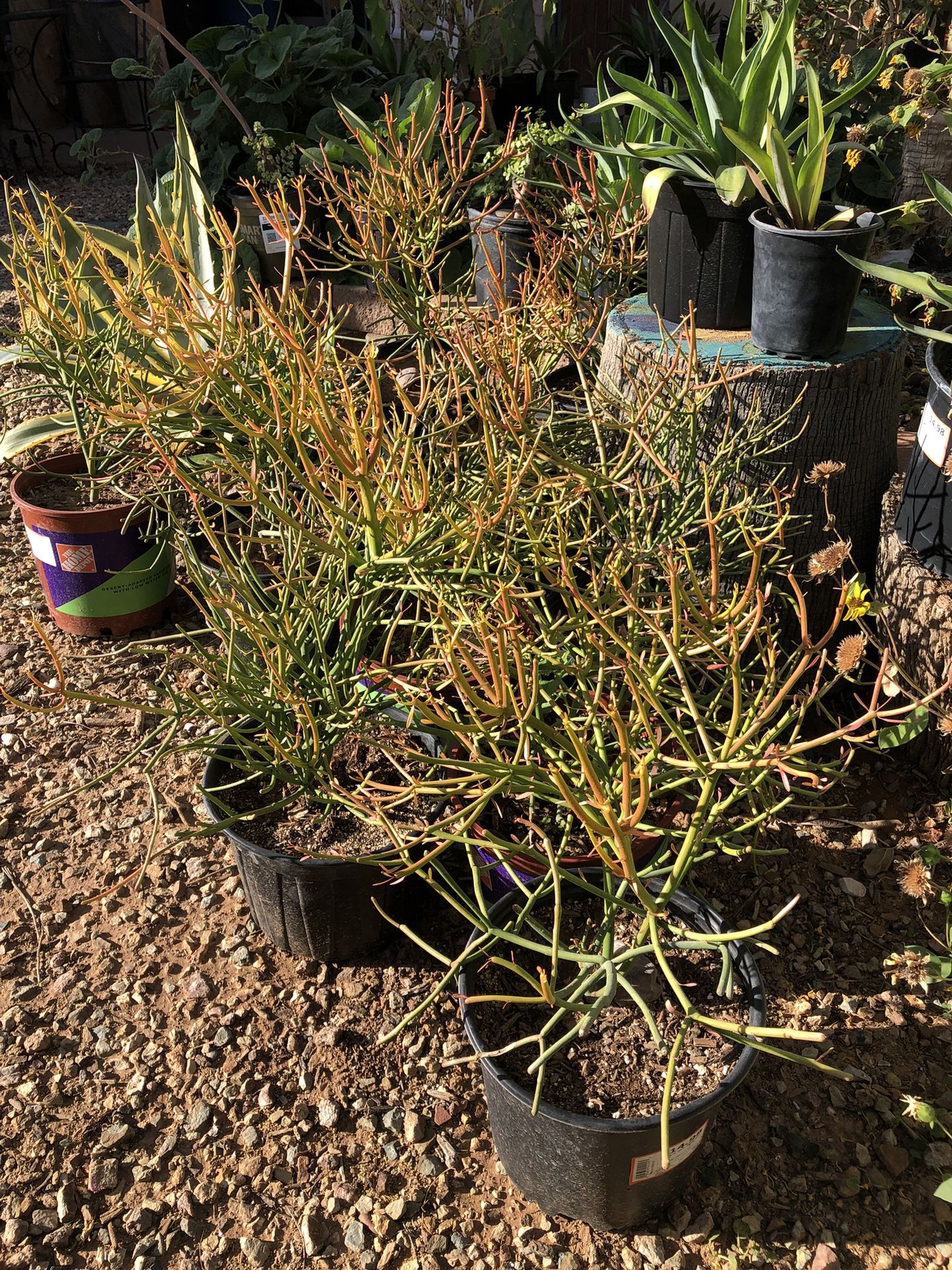 Fire Pencil Plant / Fire Stick Plant