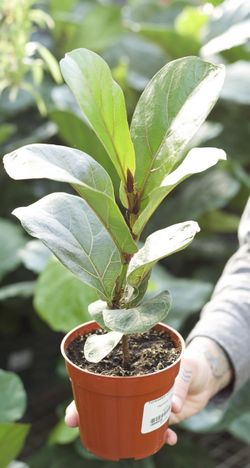 4” fiddle leaf trees