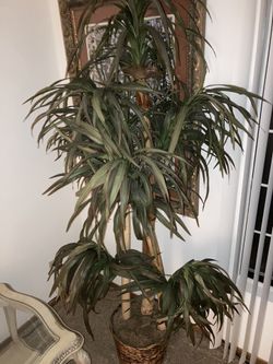 House Plants