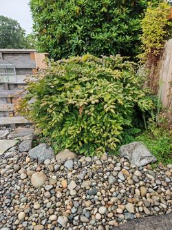 Goatsbeard Perennial Shrub