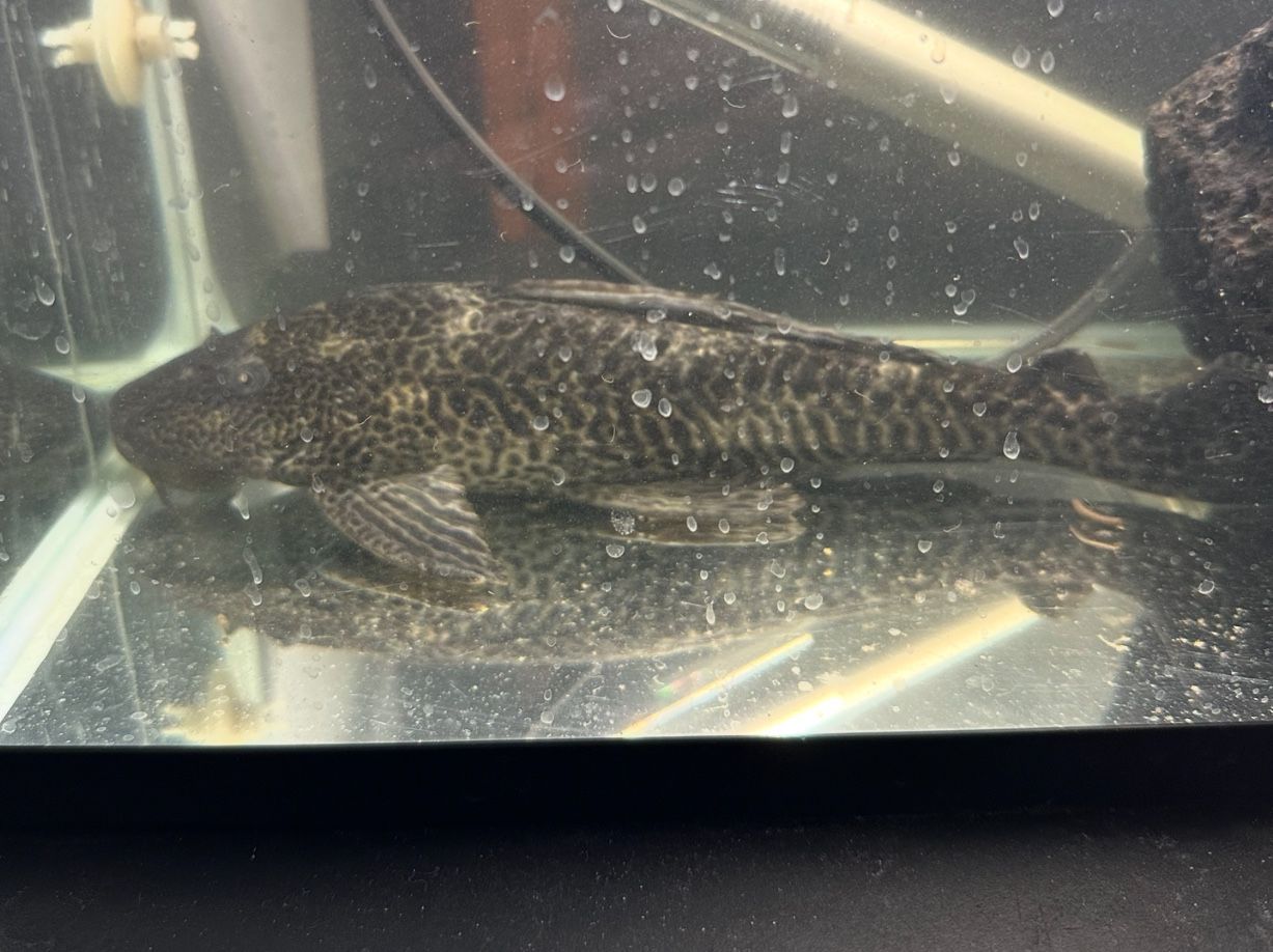Pelco Fish Comes With 5gl Aquarium for travel