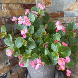 So Beautiful Begonia Plant With  Amazing  Stone Pot