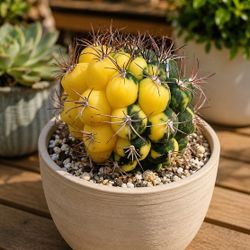 Variagated Gymnocalycium Saglionis 