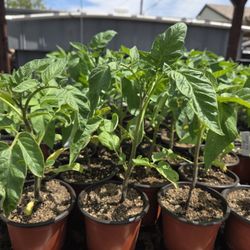 Tomato Plant Starts - Red Brandywine 