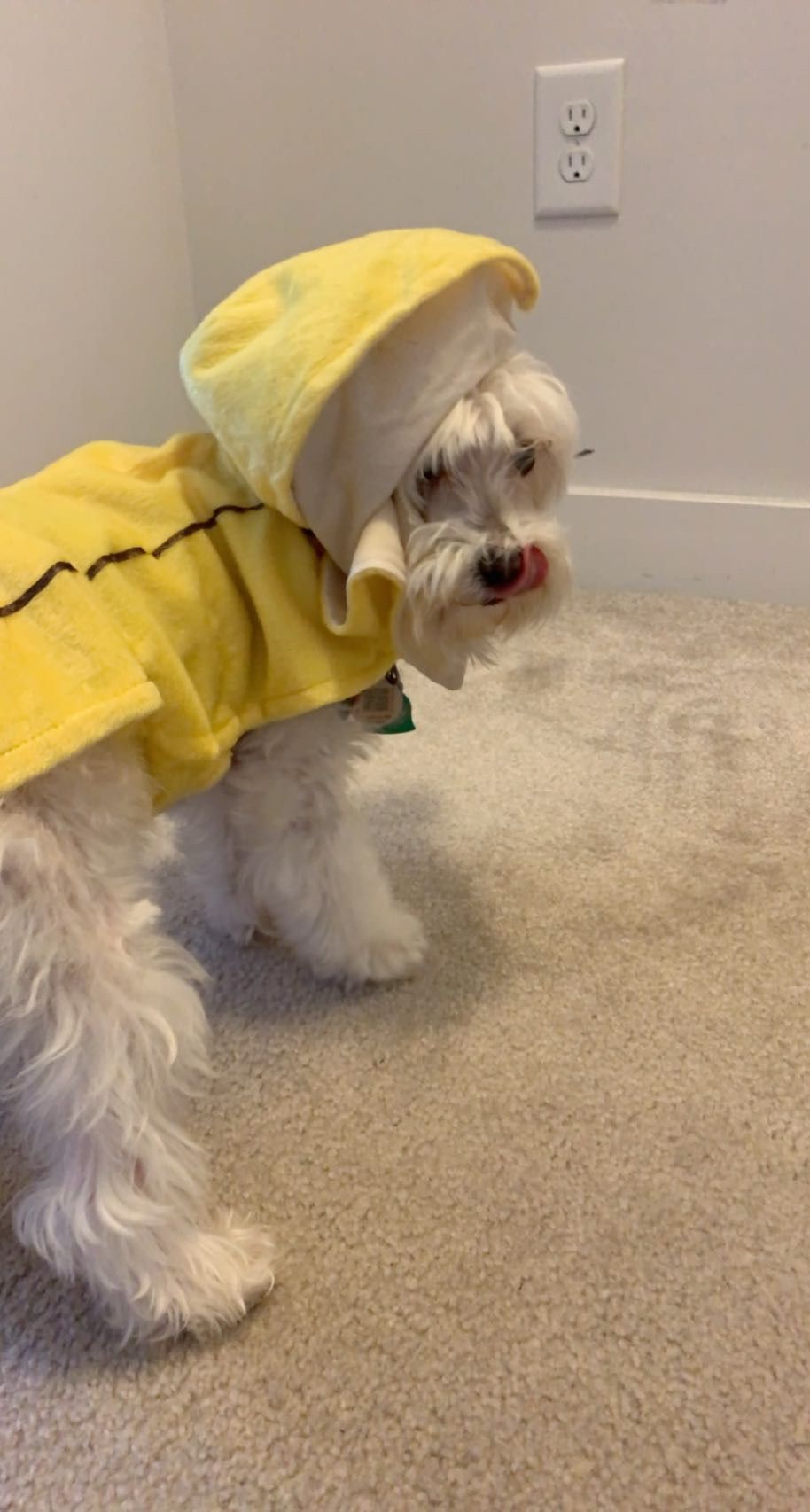 Halloween Dog Costume Banana Costume 