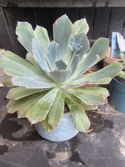 Succulents