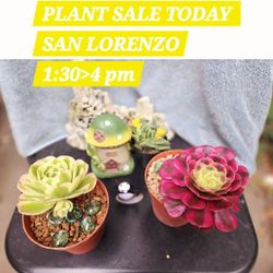 ANEONIUM AND PLANT SALE ALL THIS WEEK IN SAN LORENZO 
