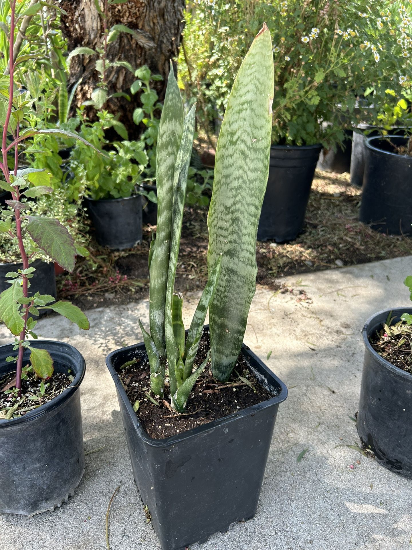 Snake Plant / Lengua De Suegra Planta