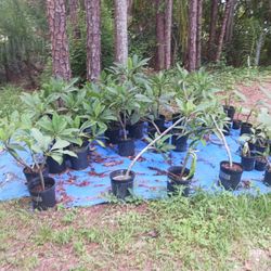 Plumieria Or Franjipani Plants