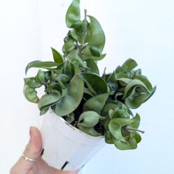 Hoya Compacta Hindu Rope Plant 4" Pot - Indoor House Plants 