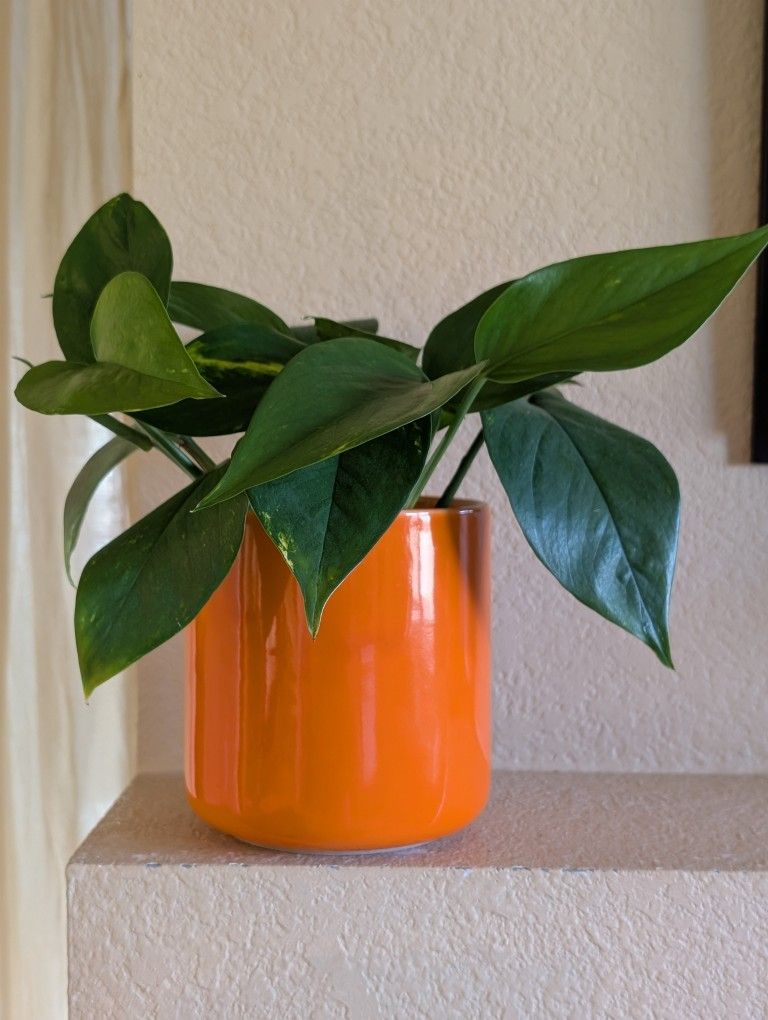 Healthy Beautiful Indoor Plant(Large Pothos Pot)