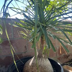 Plant For Sale