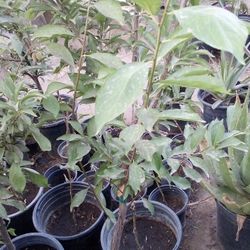 🍑Plum Tree (Elephant Heart)Ciruela