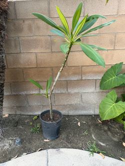 Plumeria Plants 1