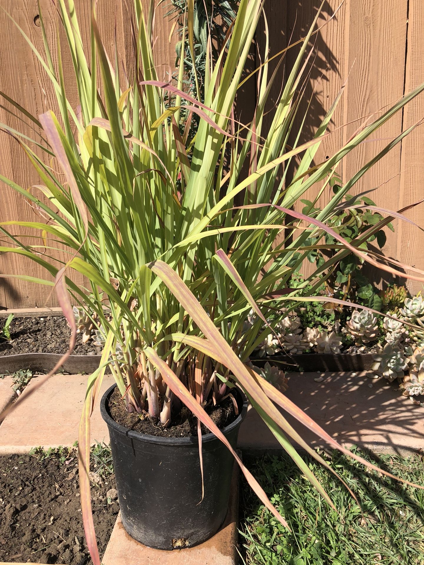 Lemongrass in 3 gallon pot