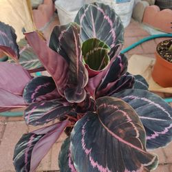 Calathea Plant