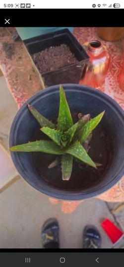 Aloe Vera / Sabila