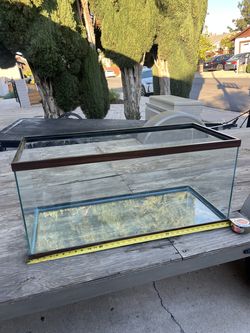 40 g standard