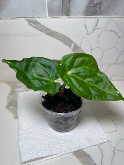 Anthurium Raven soul (Crystallinum x Luxurians)