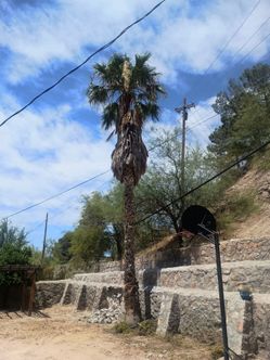 Remove palmas plantas