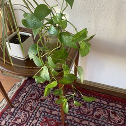 Healthy Plant In  Water  Container.