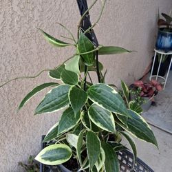 Variegated Hoya Latifolia" Macrophylla " Plant $35