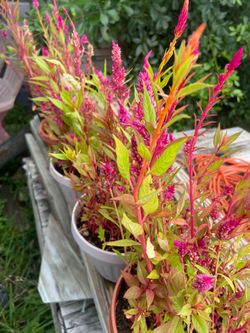 Celosia Plant