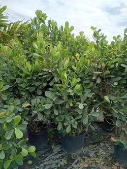 Clusias instant privacy hedge for fence