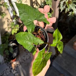 Syngonium Dark Green 4” pot