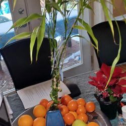 Lots Of Pottet House Plants