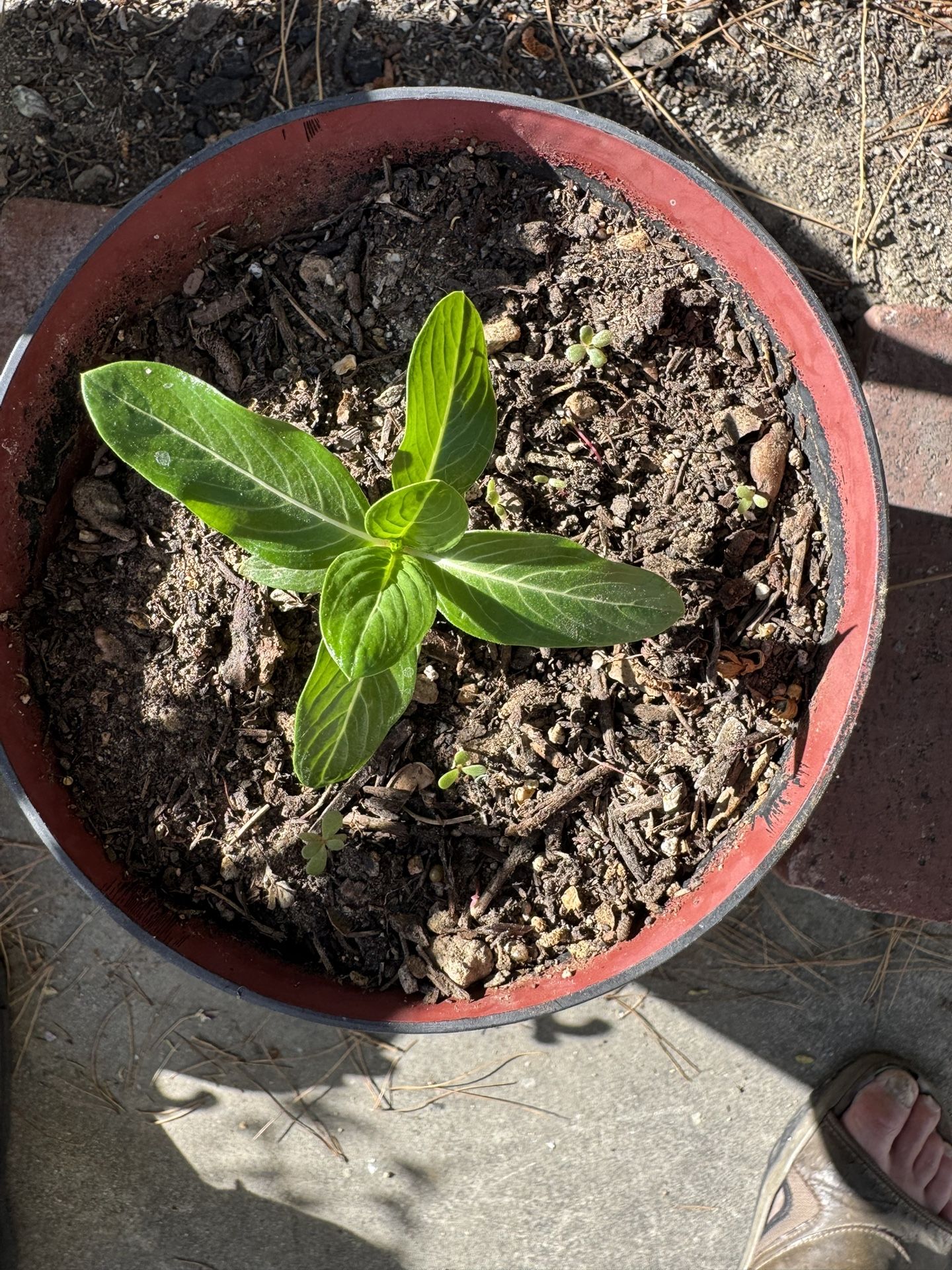 Vinca Plant