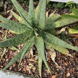 Big Aloe Plant( No pot 