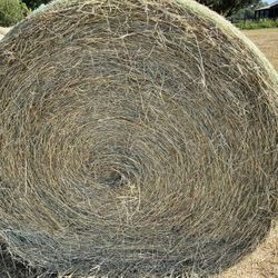 Horse Hay 