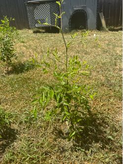 Jujube plant $25