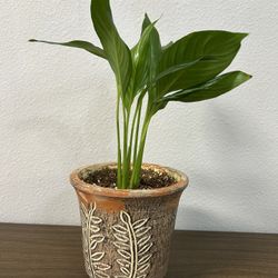 Peace Lily (indoor Plant) 