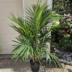 Majesty Palm 
