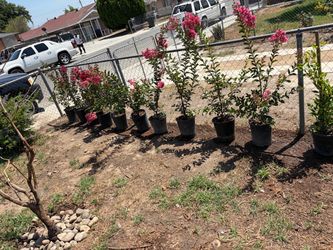 CRAPE MYRTLE