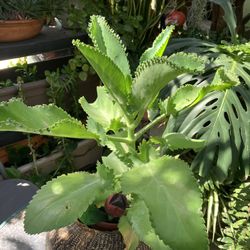Planta Canserina 