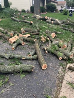Logs, trees, mulch and more