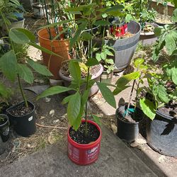 Avocado Tree $10