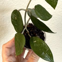 Hoya Black Margin