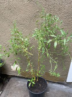 Planta de epazote