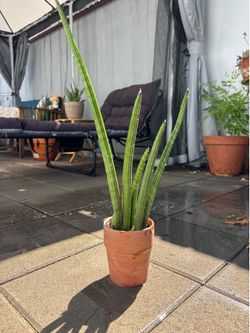 Sansevieria sp.