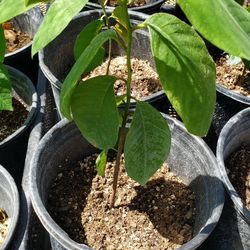 cherimoya 